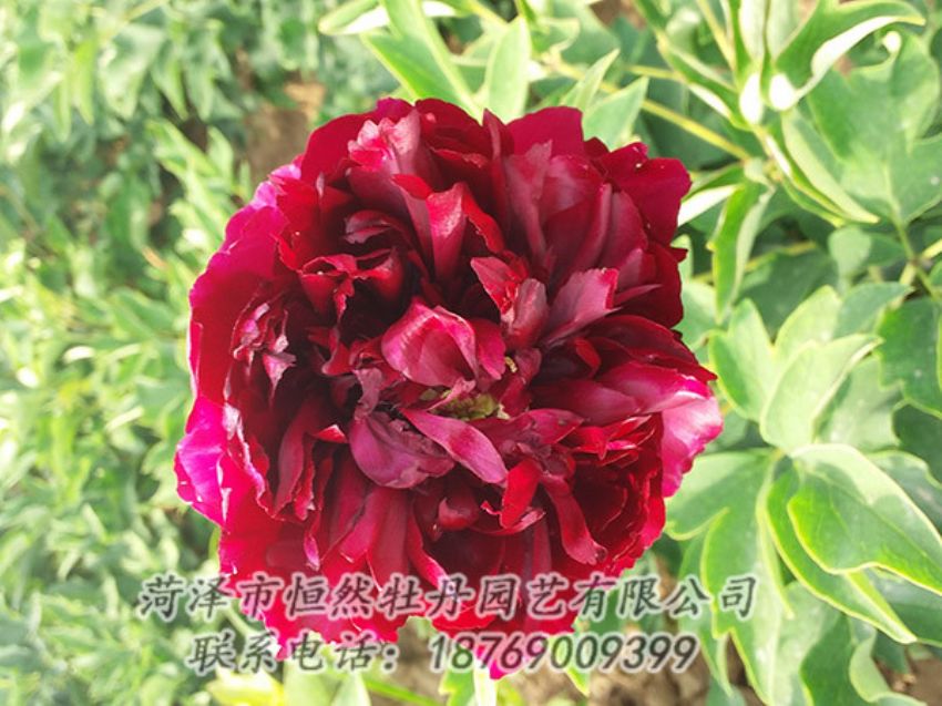 點(diǎn)擊查看詳細(xì)信息<br>標(biāo)題：紅色牡丹 閱讀次數(shù)：1098