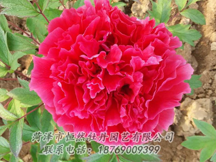 點(diǎn)擊查看詳細(xì)信息<br>標(biāo)題：紅色牡丹 閱讀次數(shù)：1217