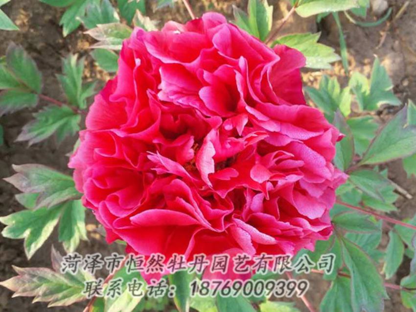 點(diǎn)擊查看詳細(xì)信息<br>標(biāo)題：紅色牡丹 閱讀次數(shù)：1843