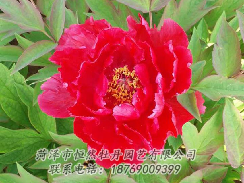 點(diǎn)擊查看詳細(xì)信息<br>標(biāo)題：紅色牡丹 閱讀次數(shù)：1253