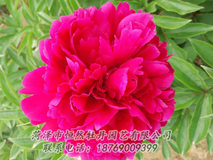 點(diǎn)擊查看詳細(xì)信息<br>標(biāo)題：紅色芍藥 閱讀次數(shù)：1102