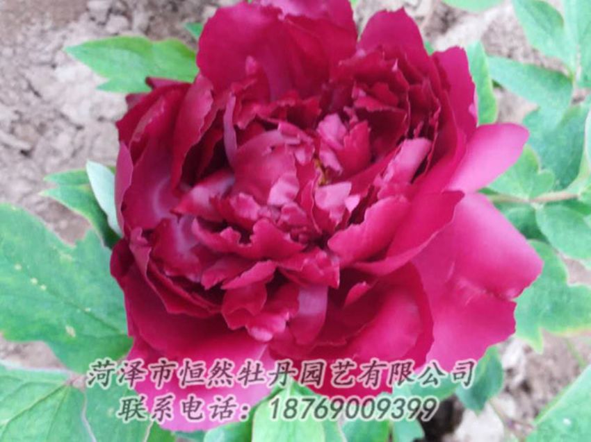 點(diǎn)擊查看詳細(xì)信息<br>標(biāo)題：紅色牡丹 閱讀次數(shù)：1466