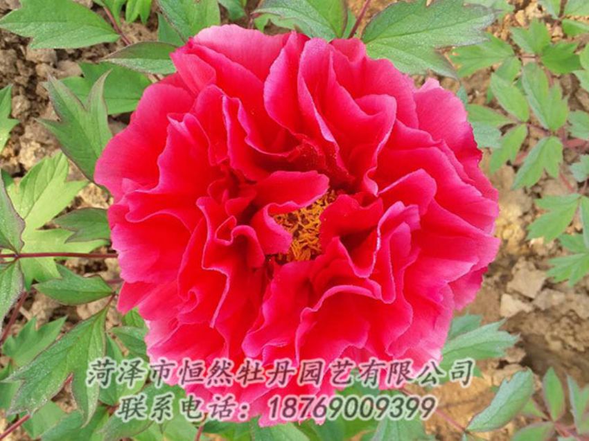 點(diǎn)擊查看詳細(xì)信息<br>標(biāo)題：紅色牡丹 閱讀次數(shù)：1284