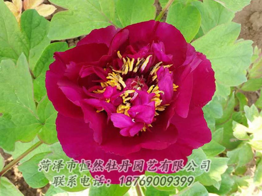 點(diǎn)擊查看詳細(xì)信息<br>標(biāo)題：紅色牡丹 閱讀次數(shù)：1806