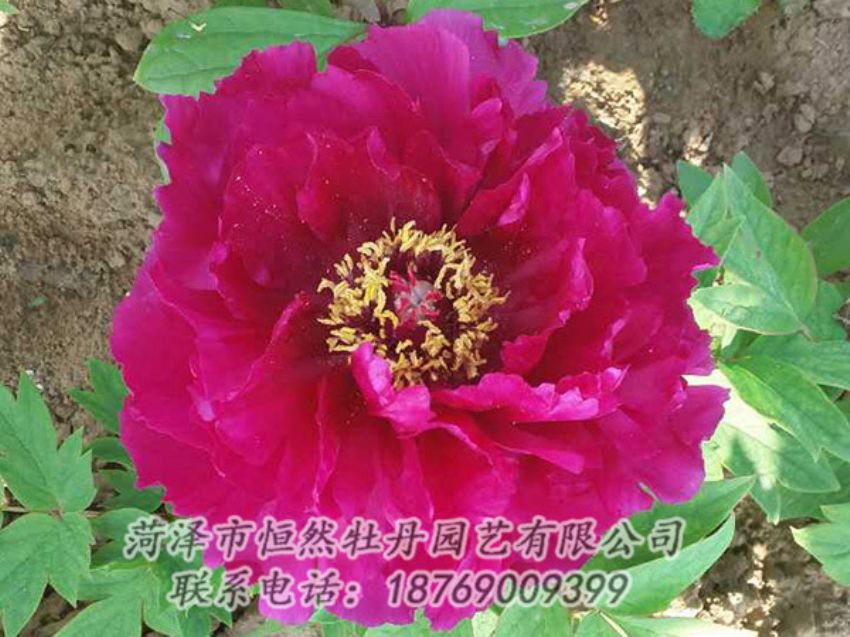 點(diǎn)擊查看詳細(xì)信息<br>標(biāo)題：紅色牡丹 閱讀次數(shù)：1382