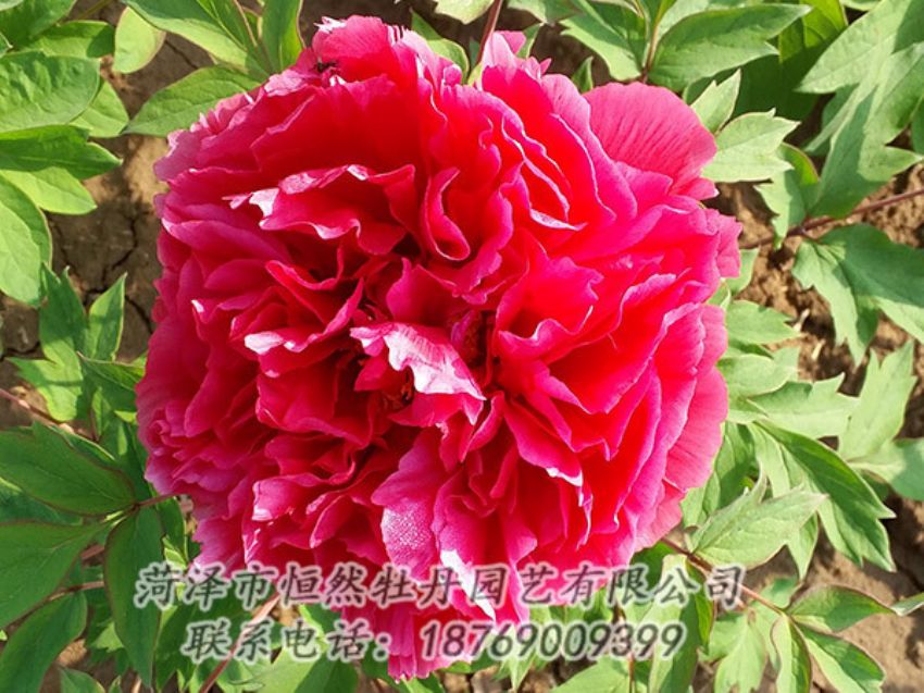 點(diǎn)擊查看詳細(xì)信息<br>標(biāo)題：紅色牡丹 閱讀次數(shù)：1430