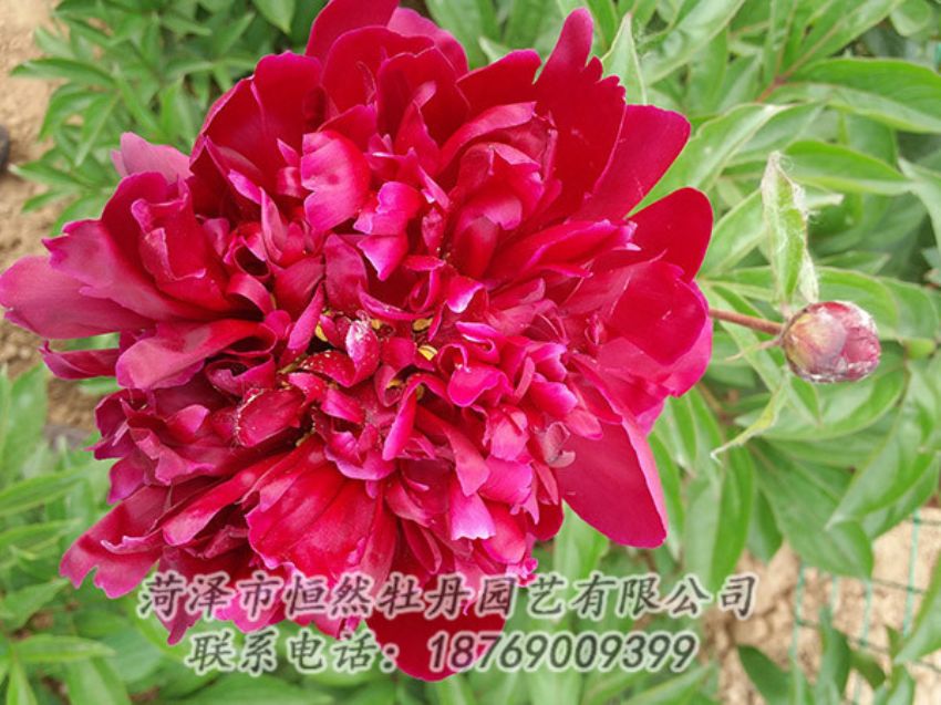 點(diǎn)擊查看詳細(xì)信息<br>標(biāo)題：紅色芍藥 閱讀次數(shù)：1133