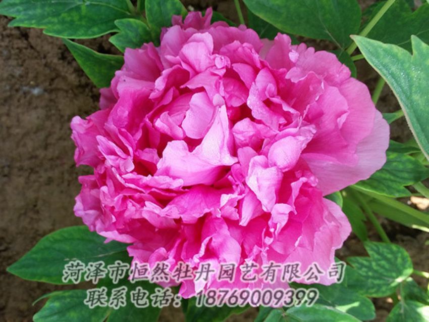 點(diǎn)擊查看詳細(xì)信息<br>標(biāo)題：紅色牡丹 閱讀次數(shù)：2008