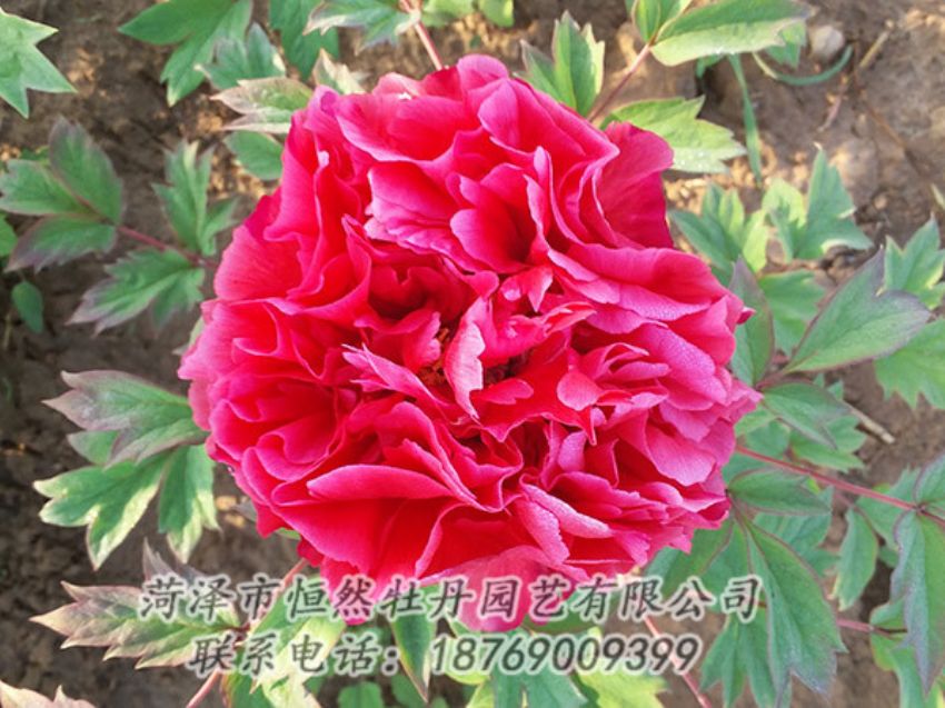 點(diǎn)擊查看詳細(xì)信息<br>標(biāo)題：紅色牡丹 閱讀次數(shù)：1410