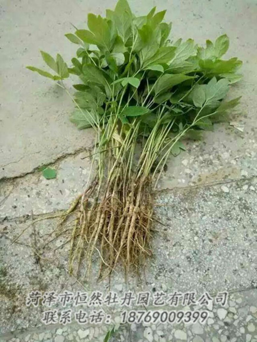 點(diǎn)擊查看詳細(xì)信息<br>標(biāo)題：牡丹苗 閱讀次數(shù)：1302