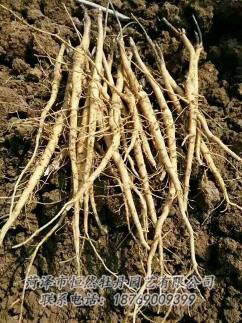 點(diǎn)擊查看詳細(xì)信息<br>標(biāo)題：牡丹苗 閱讀次數(shù)：1323