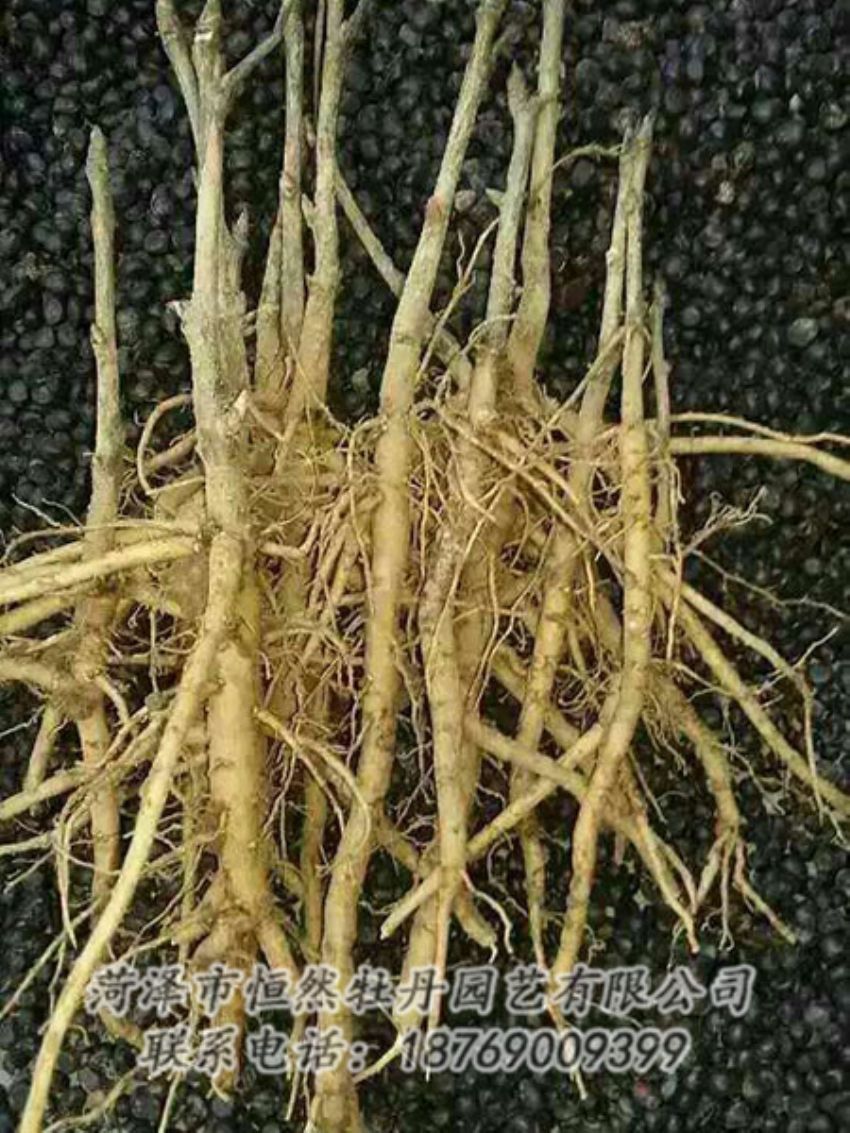 點(diǎn)擊查看詳細(xì)信息<br>標(biāo)題：牡丹苗 閱讀次數(shù)：1279