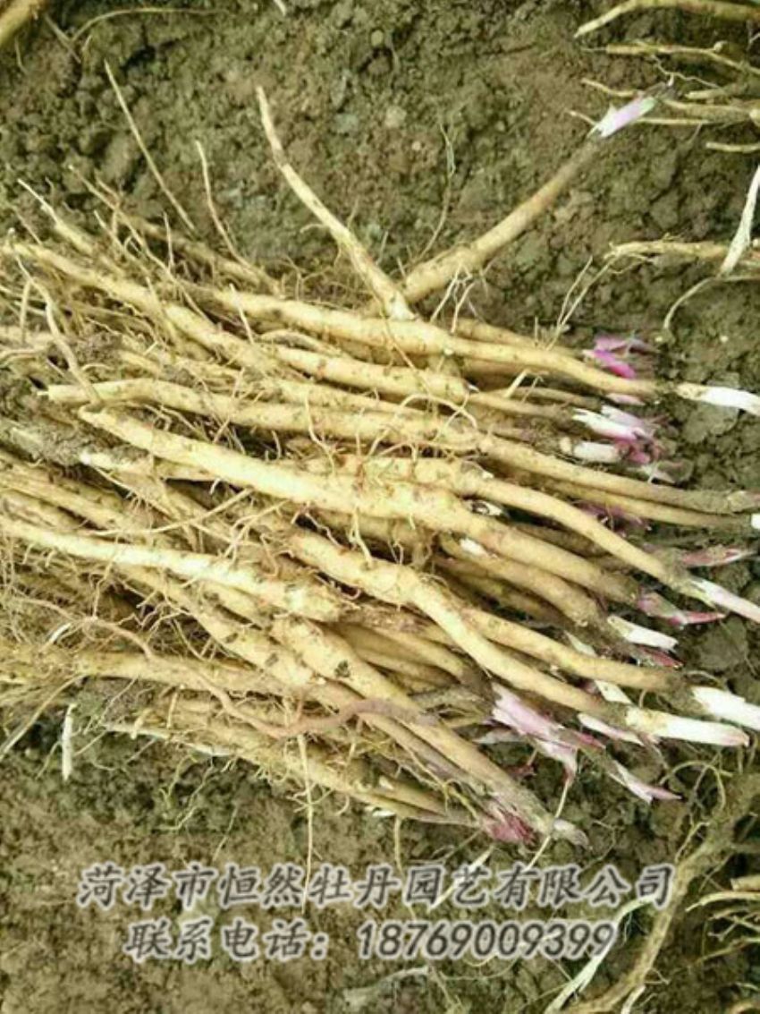 點(diǎn)擊查看詳細(xì)信息<br>標(biāo)題：牡丹苗 閱讀次數(shù)：1354