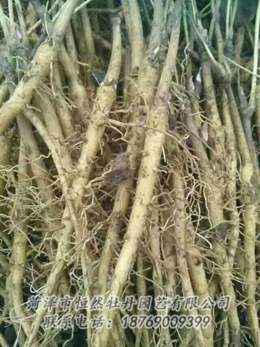 點(diǎn)擊查看詳細(xì)信息<br>標(biāo)題：牡丹苗 閱讀次數(shù)：1383