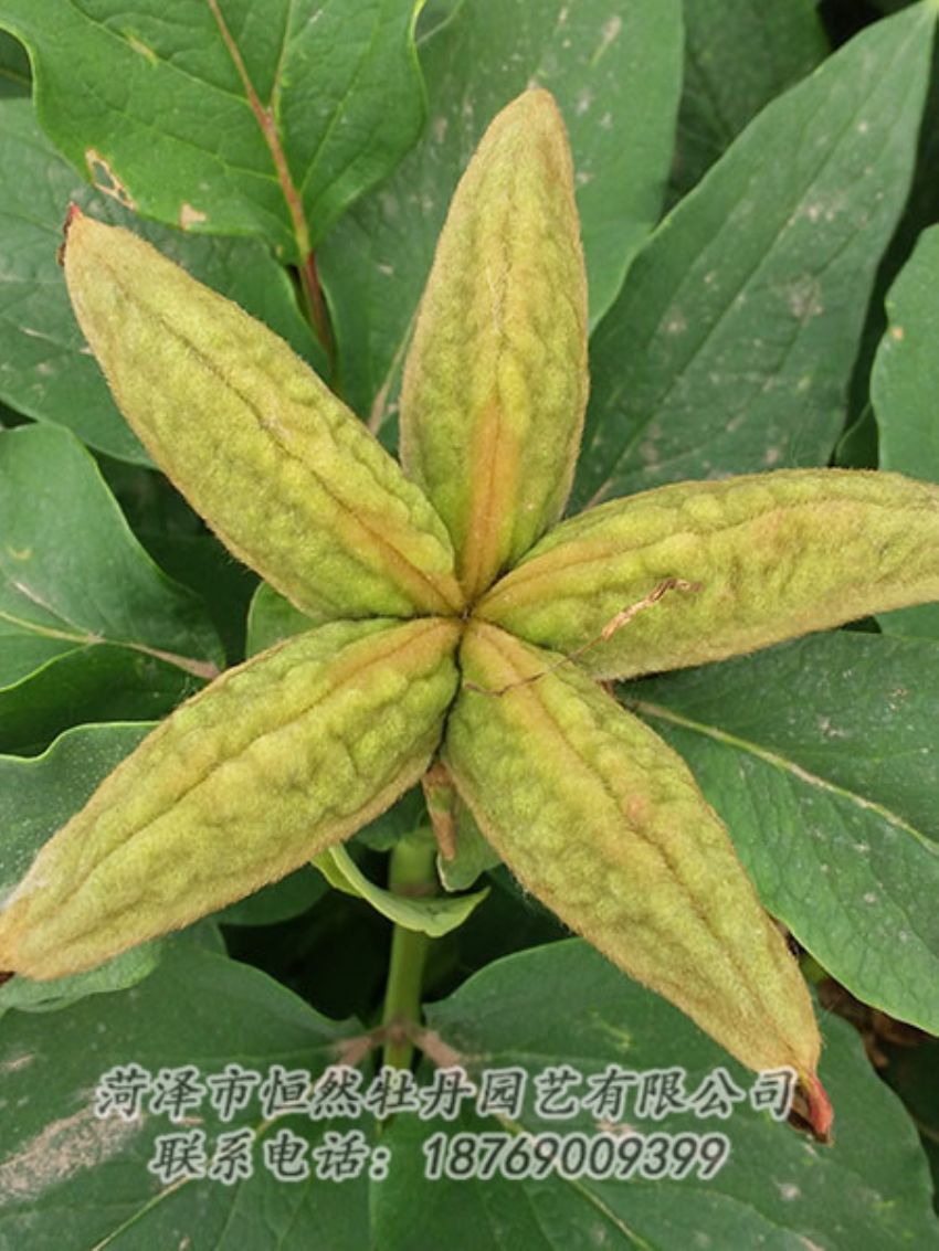 點擊查看詳細信息<br>標(biāo)題：油用牡丹 閱讀次數(shù)：1399