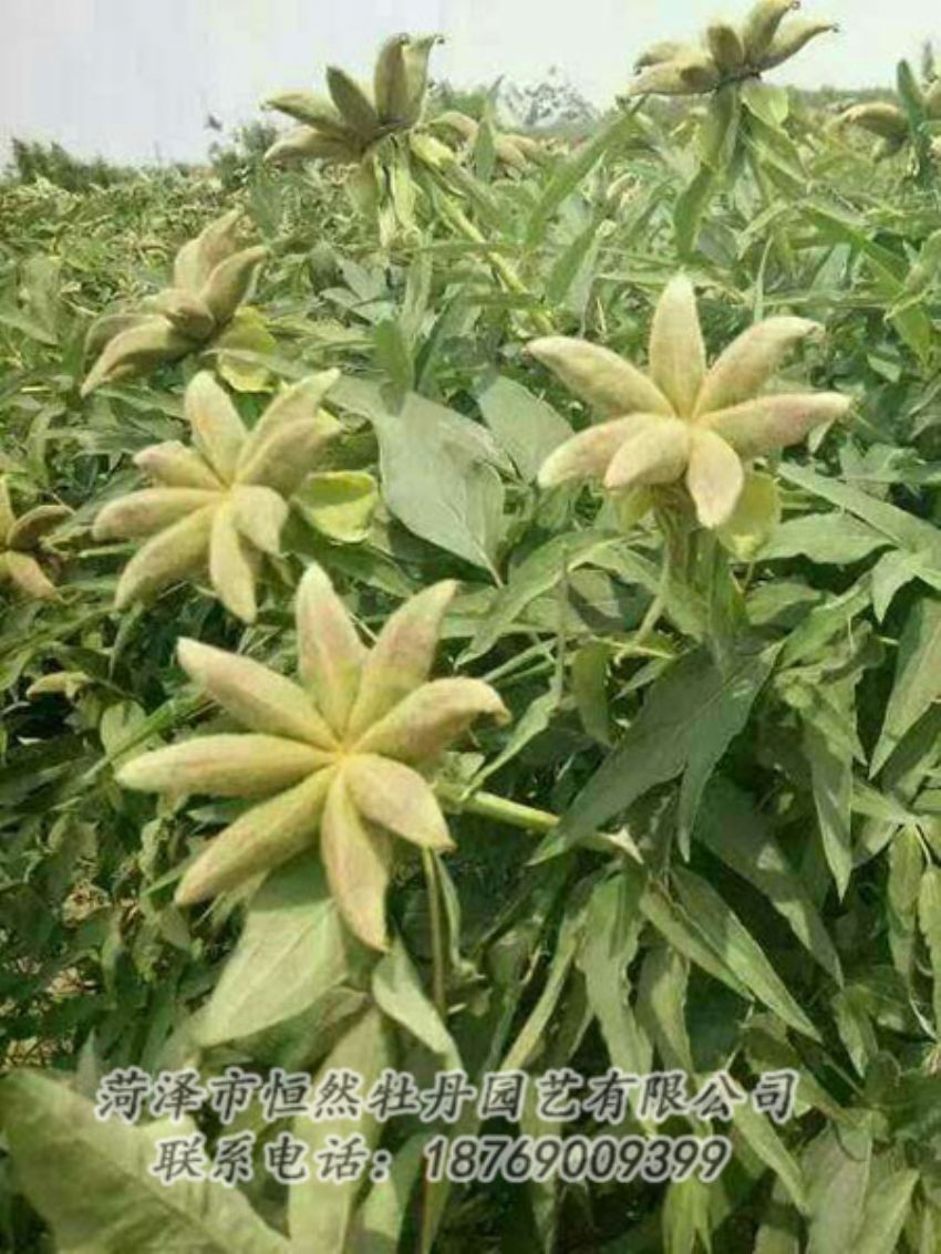 點擊查看詳細信息<br>標(biāo)題：油用牡丹 閱讀次數(shù)：1343