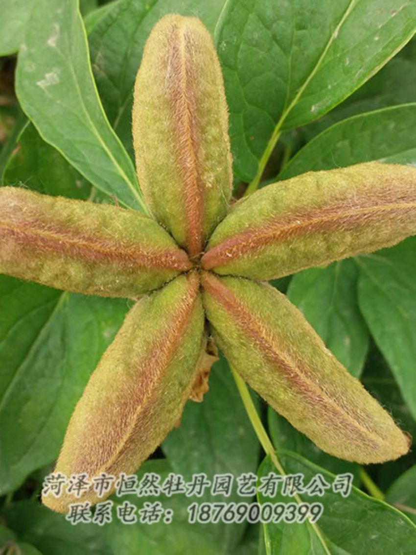 點擊查看詳細信息<br>標(biāo)題：油用牡丹 閱讀次數(shù)：1353