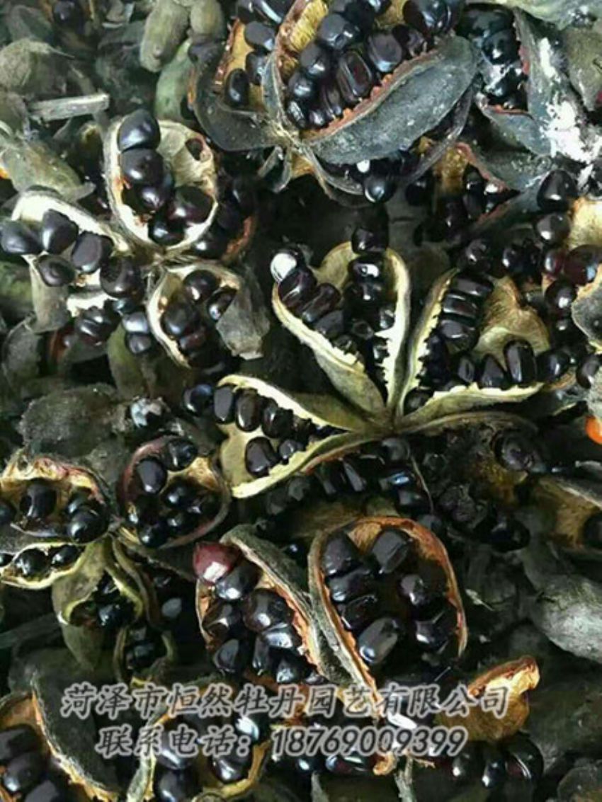 點擊查看詳細信息<br>標(biāo)題：油用牡丹 閱讀次數(shù)：1392