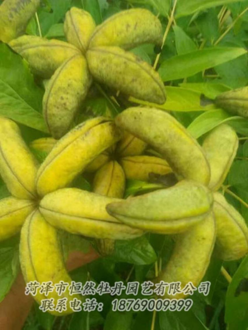 點擊查看詳細信息<br>標(biāo)題：油用牡丹 閱讀次數(shù)：1384