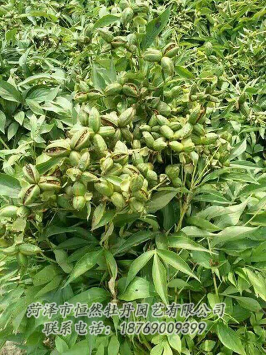 點擊查看詳細信息<br>標(biāo)題：油用牡丹 閱讀次數(shù)：1336