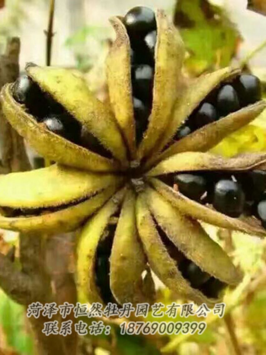 點擊查看詳細信息<br>標(biāo)題：油用牡丹 閱讀次數(shù)：1319