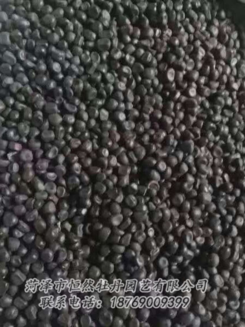 點擊查看詳細信息<br>標(biāo)題：油用牡丹 閱讀次數(shù)：1313