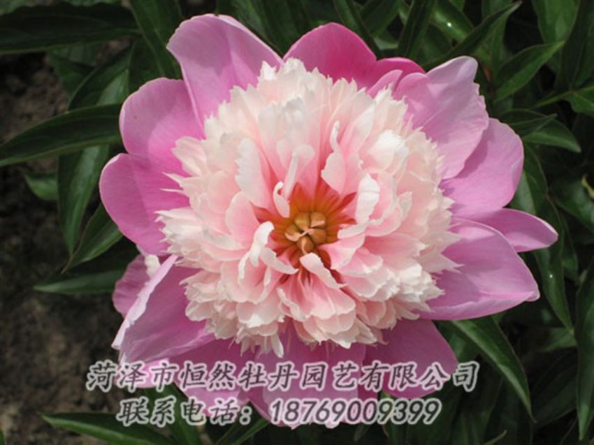 點(diǎn)擊查看詳細(xì)信息<br>標(biāo)題：蓮花臺(tái) 閱讀次數(shù)：1972