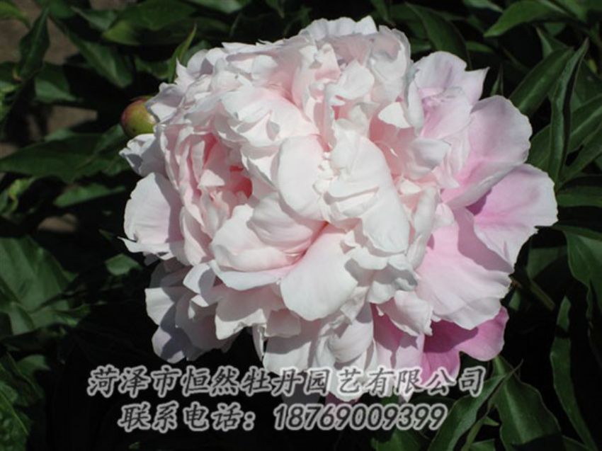 點(diǎn)擊查看詳細(xì)信息<br>標(biāo)題：粉玉樓 閱讀次數(shù)：1337