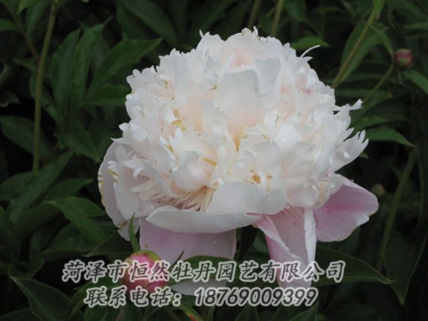 點(diǎn)擊查看詳細(xì)信息<br>標(biāo)題：粉池滴翠 閱讀次數(shù)：1378