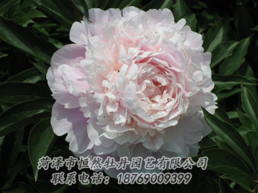 點(diǎn)擊查看詳細(xì)信息<br>標(biāo)題：遲粉 閱讀次數(shù)：1355