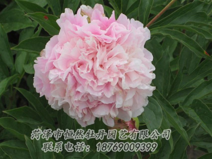 點(diǎn)擊查看詳細(xì)信息<br>標(biāo)題：粉面桃花 閱讀次數(shù)：1434
