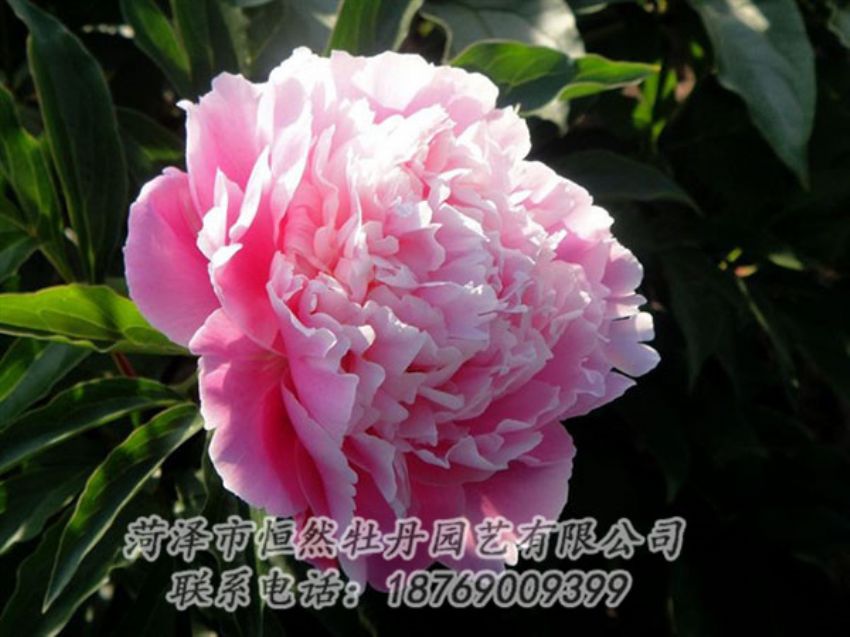 點(diǎn)擊查看詳細(xì)信息<br>標(biāo)題：粉色芍藥 閱讀次數(shù)：1994