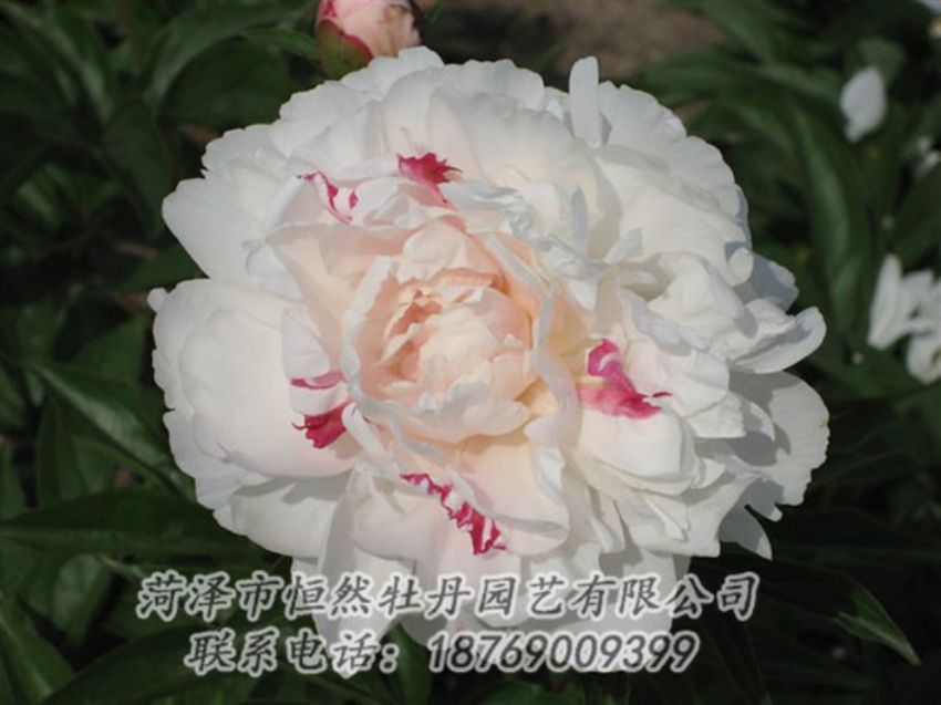 點(diǎn)擊查看詳細(xì)信息<br>標(biāo)題：五花龍玉 閱讀次數(shù)：1329