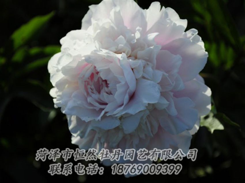 點(diǎn)擊查看詳細(xì)信息<br>標(biāo)題：粉色芍藥 閱讀次數(shù)：1287