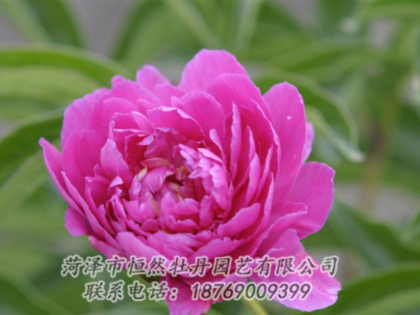 點擊查看詳細(xì)信息<br>標(biāo)題：紅茶花 閱讀次數(shù)：1106