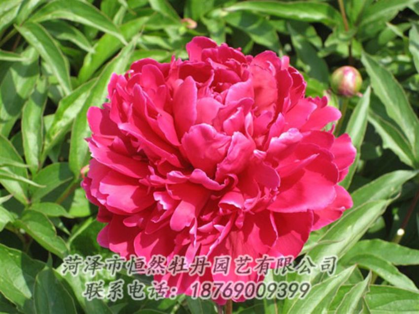 點擊查看詳細(xì)信息<br>標(biāo)題：國紅 閱讀次數(shù)：1092