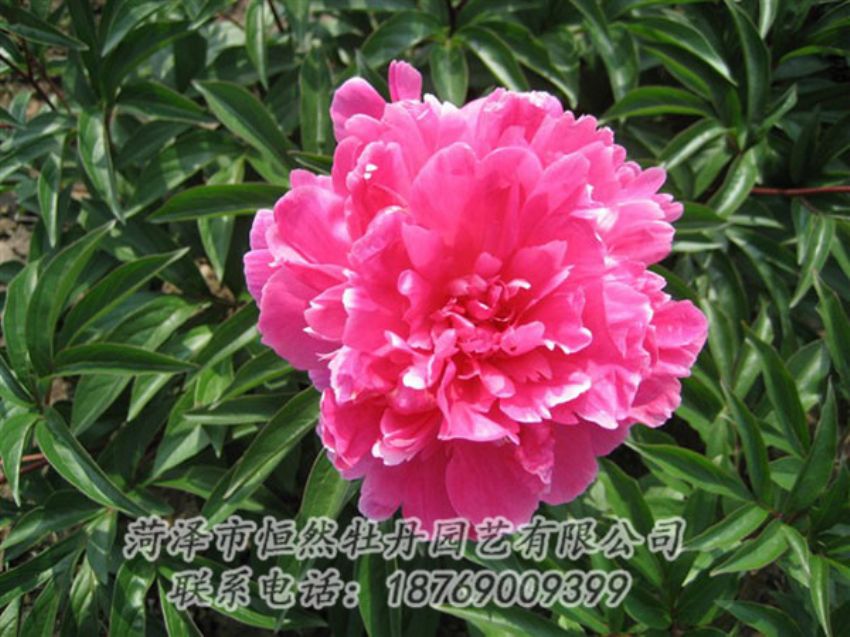 點(diǎn)擊查看詳細(xì)信息<br>標(biāo)題：富貴紅 閱讀次數(shù)：1075