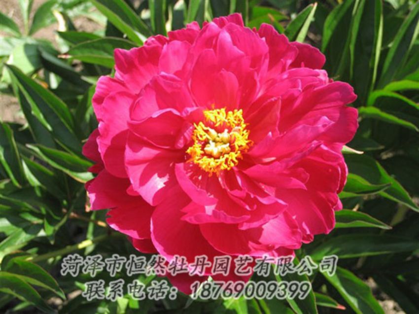 點(diǎn)擊查看詳細(xì)信息<br>標(biāo)題：大紅赤金 閱讀次數(shù)：1156