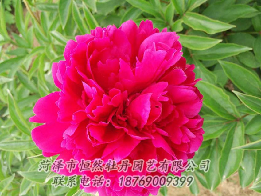 點(diǎn)擊查看詳細(xì)信息<br>標(biāo)題：紅色芍藥 閱讀次數(shù)：1103