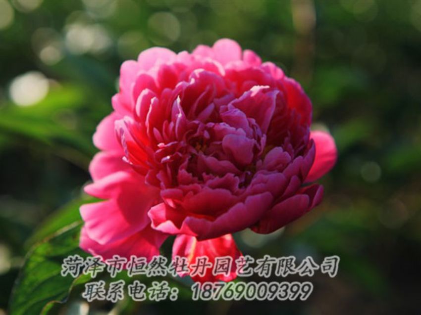 點(diǎn)擊查看詳細(xì)信息<br>標(biāo)題：大紅赤金 閱讀次數(shù)：1128