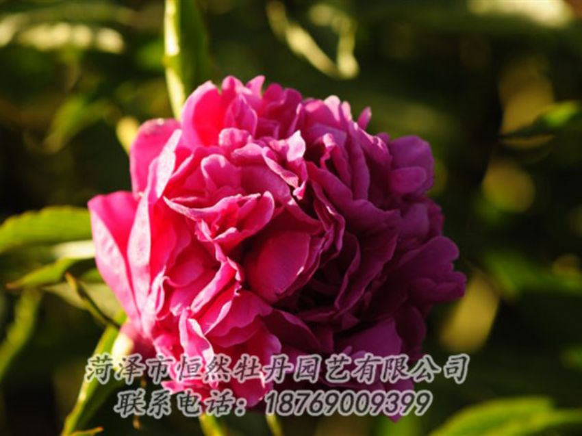 點(diǎn)擊查看詳細(xì)信息<br>標(biāo)題：紫鳳朝陽 閱讀次數(shù)：1362