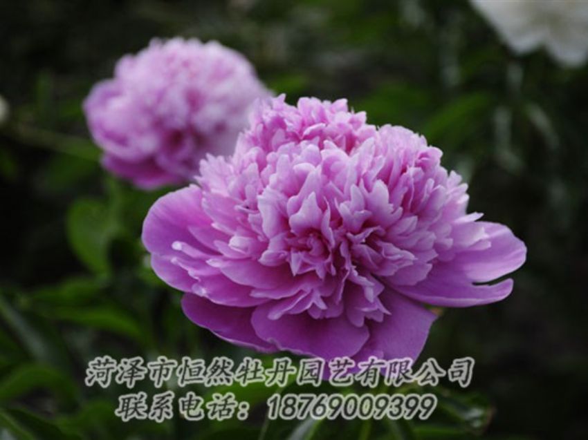 點(diǎn)擊查看詳細(xì)信息<br>標(biāo)題：紫色芍藥 閱讀次數(shù)：2004