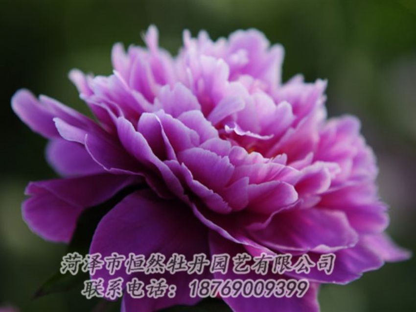 點(diǎn)擊查看詳細(xì)信息<br>標(biāo)題：紫色芍藥 閱讀次數(shù)：1990