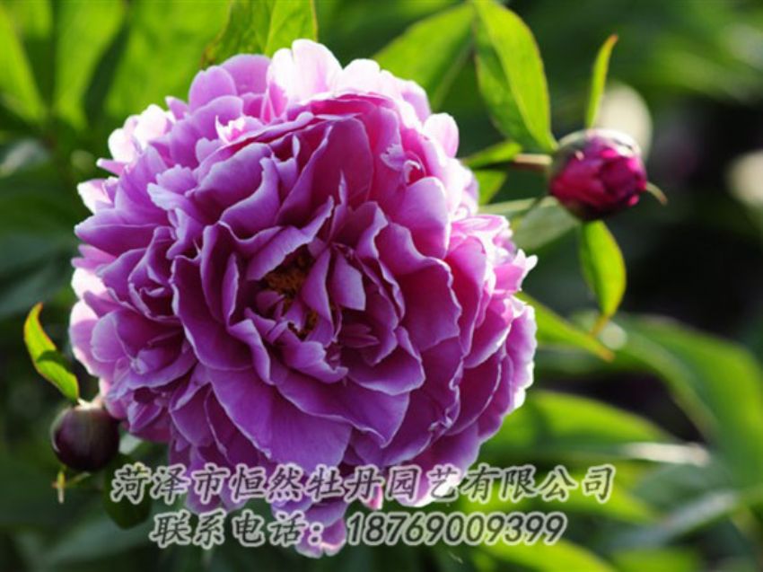 點(diǎn)擊查看詳細(xì)信息<br>標(biāo)題：紫色芍藥 閱讀次數(shù)：1389