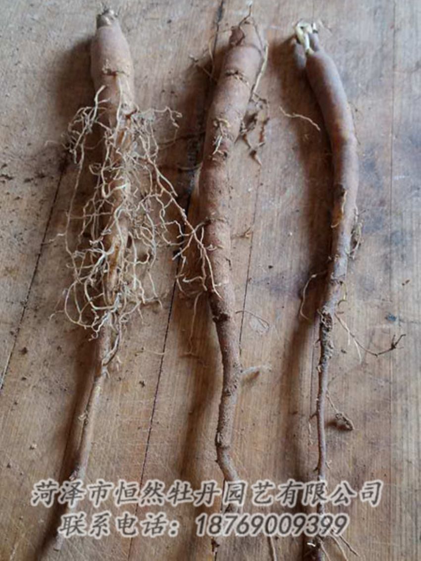 點(diǎn)擊查看詳細(xì)信息<br>標(biāo)題：一年芍藥苗 閱讀次數(shù)：1153