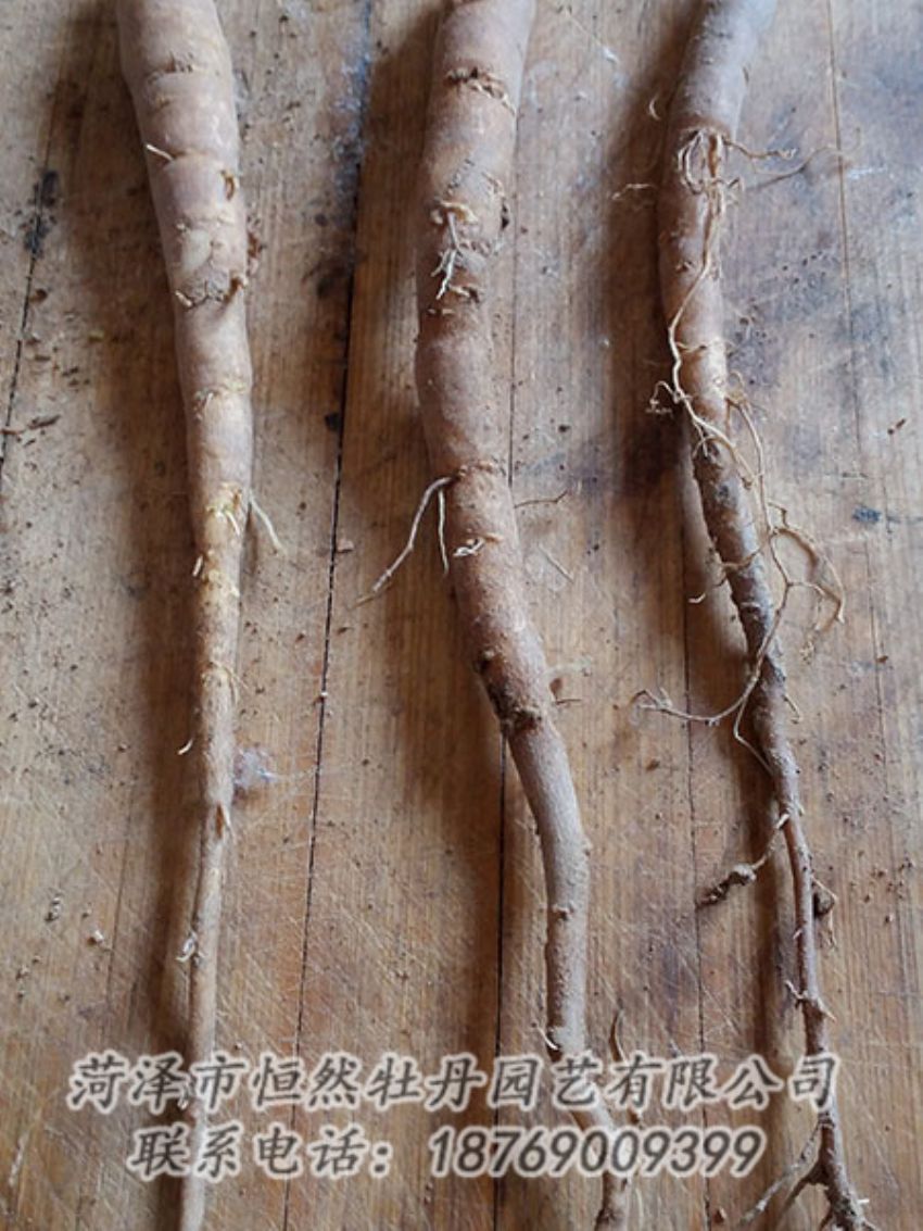 點擊查看詳細(xì)信息<br>標(biāo)題：一年芍藥苗 閱讀次數(shù)：1192