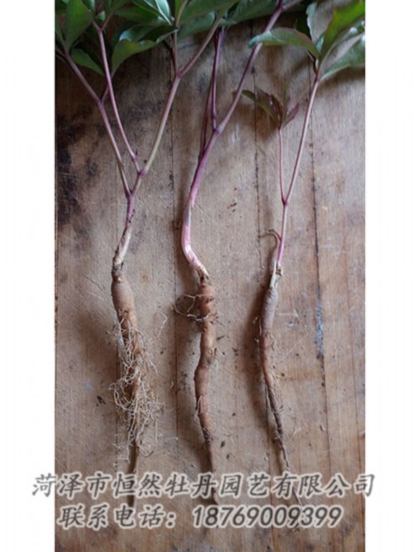 點(diǎn)擊查看詳細(xì)信息<br>標(biāo)題：一年芍藥苗 閱讀次數(shù)：1115