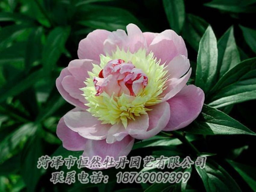 點(diǎn)擊查看詳細(xì)信息<br>標(biāo)題：復(fù)色芍藥 閱讀次數(shù)：1287