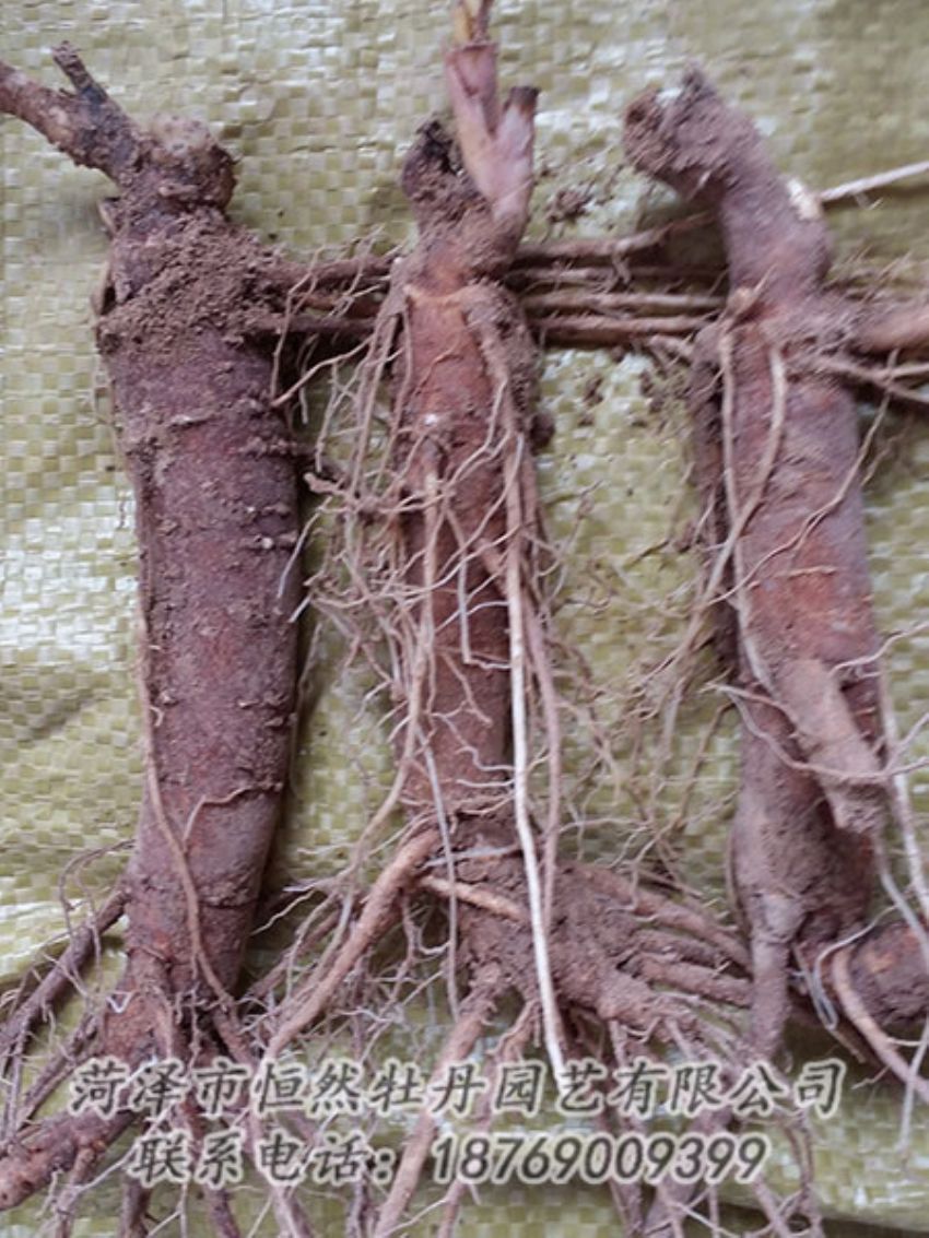 點擊查看詳細(xì)信息<br>標(biāo)題：二年芍藥苗 閱讀次數(shù)：1259