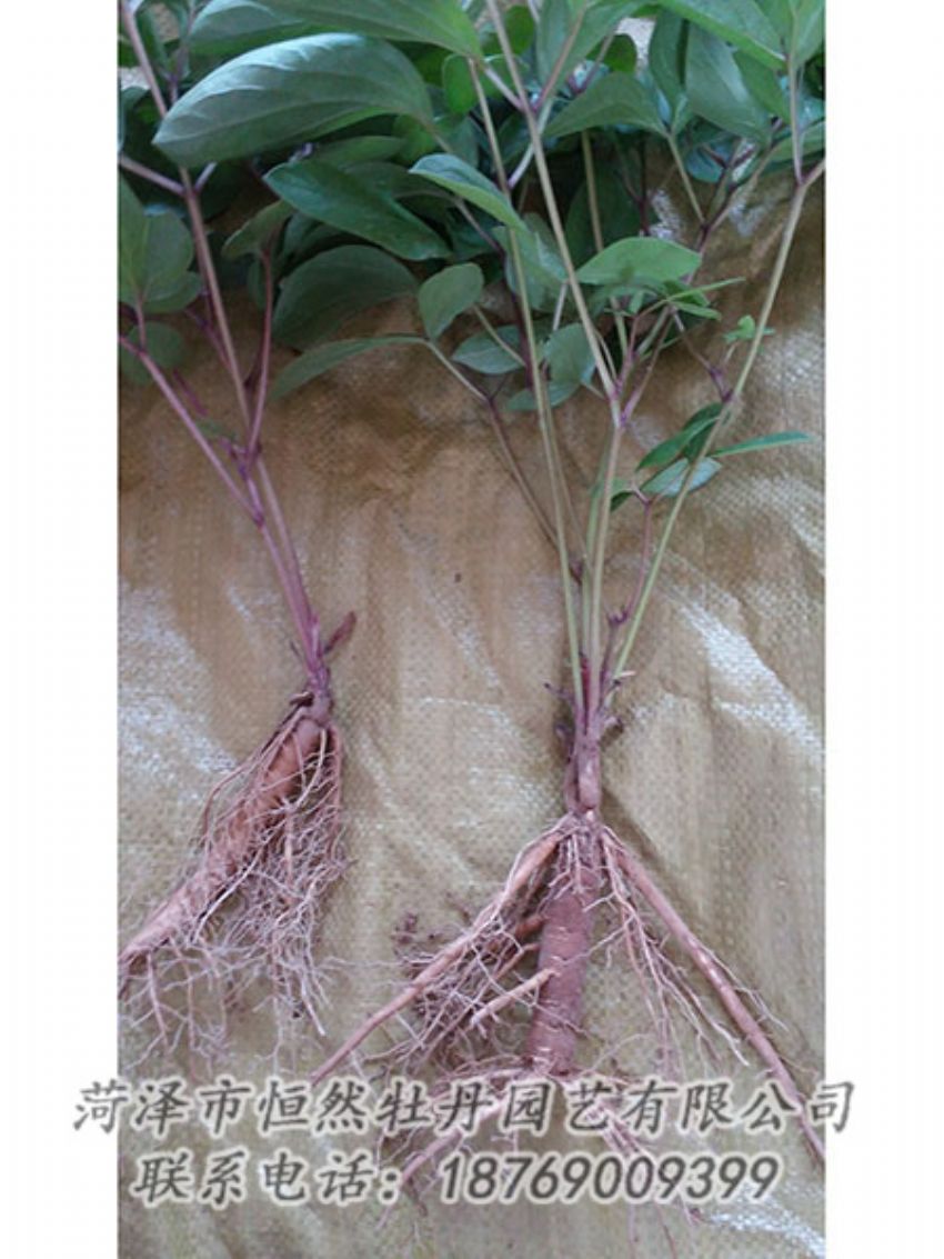 點擊查看詳細(xì)信息<br>標(biāo)題：二年芍藥苗 閱讀次數(shù)：1179